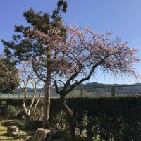 桜の今　大正池の今　活動の今(1・2と6)