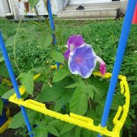 花が咲いたり、実がなったり　１、２年