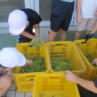 枝豆の収穫（３年生・登校班Bチーム）