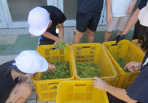 枝豆の収穫（３年生・登校班Bチーム）