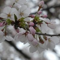 サクラサク～入学式の看板を桜の木前に～