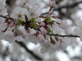 サクラサク～入学式の看板を桜の木前に～