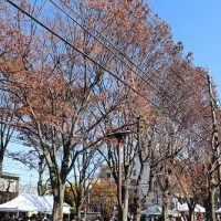 親子清掃＆けやき祭り＆岐阜Bluvicの選手（廣田選手・宮崎選手）来校