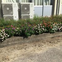 フラワーサポーターさん募集中～夏花壇もそろそろ終わりです