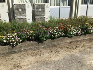 フラワーサポーターさん募集中～夏花壇もそろそろ終わりです