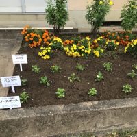 ミニストップさんから花苗をいただきました