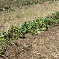 3年生　枝豆を収穫しました