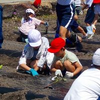 さつまいもの苗植え