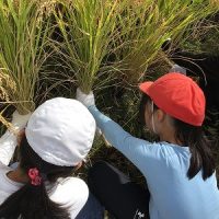 稲刈り体験（５年生）