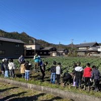 冬キャベツの収穫