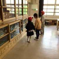 １年生は２年生と一緒に学校を探検しました