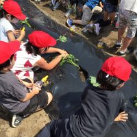１年生がサツマイモの苗植えをしました