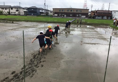 田植え体験
