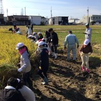 ４年　稲刈り体験