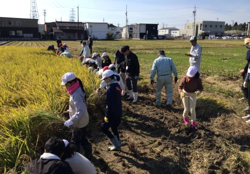 ４年　稲刈り体験