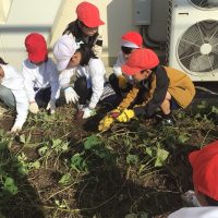２年生　サツマイモほり