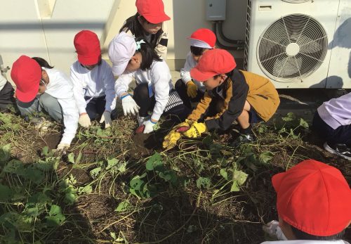 ２年生　サツマイモほり