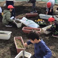 なかよし　パンジーの植え替え