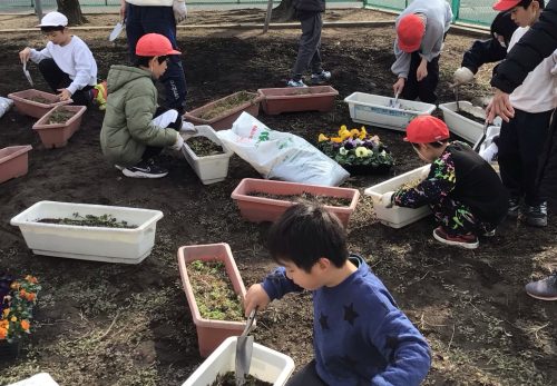 なかよし　パンジーの植え替え