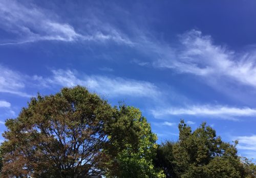 【1年生】生活科「秋の公園へ行こう」 【1年生】生活科「秋の公園へ行こう」