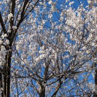 令和5年3月20日（月）青山中学校の早咲き桜が満開です。