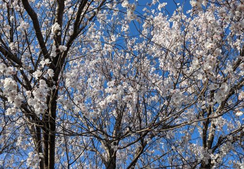 令和5年3月20日（月）青山中学校の早咲き桜が満開です。