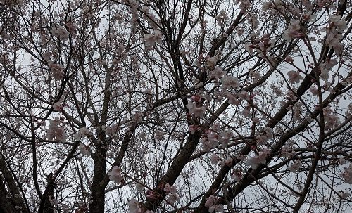令和６年３月28日（木）桜が開花しています。