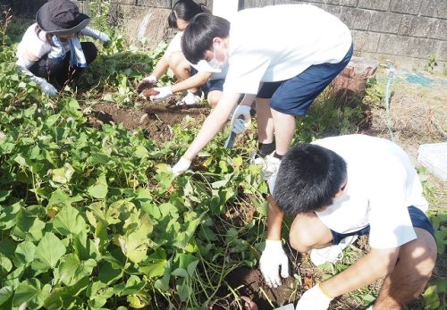 令和６年10月25日（金）　OCの仲間が育てたサツマイモを使った給食