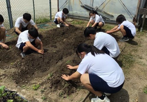 令和７年５月15日（木）　オープンクラス OC菜園に苗を植えました！