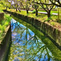 令和７年５月８日（木）　オープンクラス 学校の周りでこんな素敵な場所を見つけました