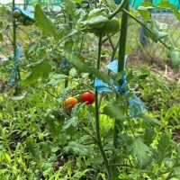 令和７年６月17日（火）　オープンクラス OC菜園の野菜が順調に育ってきました！！