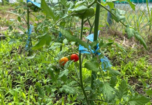 令和７年６月17日（火）　オープンクラス OC菜園の野菜が順調に育ってきました！！