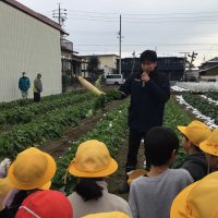 大根とほうれん草の収穫