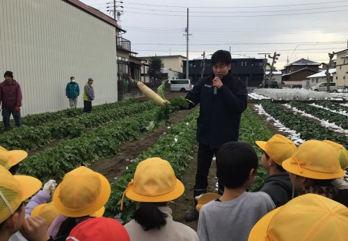 大根とほうれん草の収穫