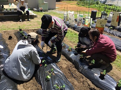 Ｒ６「食・健康」チームが野菜の苗を植えました