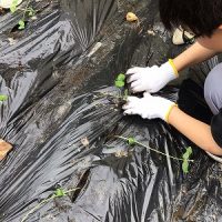 R7　畑に枝豆の苗を植えました