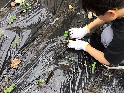 R7　畑に枝豆の苗を植えました