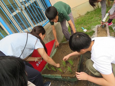 R7　稲の苗を植えました