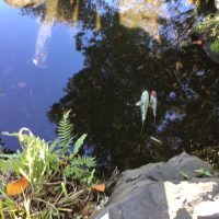 R7　掃除した池に鯉を放流しました