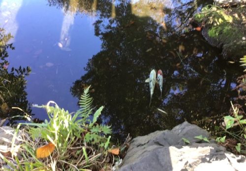 R7　掃除した池に鯉を放流しました