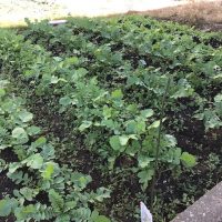 R7　学校の畑では大根が育っています