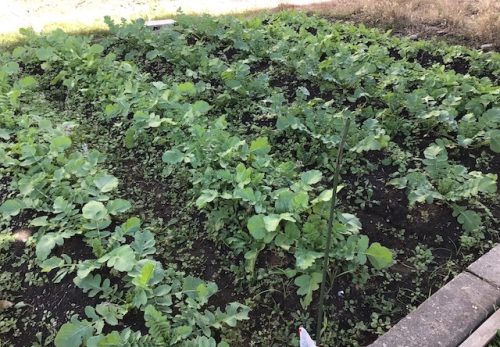 R7　学校の畑では大根が育っています