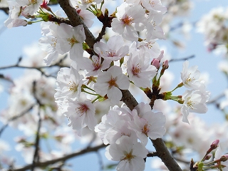 校庭の桜が満開に！