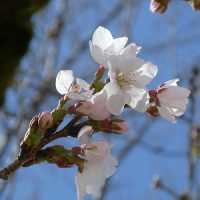 サクラサク～校庭の桜が開花しました！～