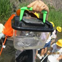 生き物いっぱい戸石川