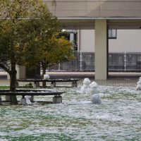 （２月５日）うっすらの積雪にホッと安心･･･