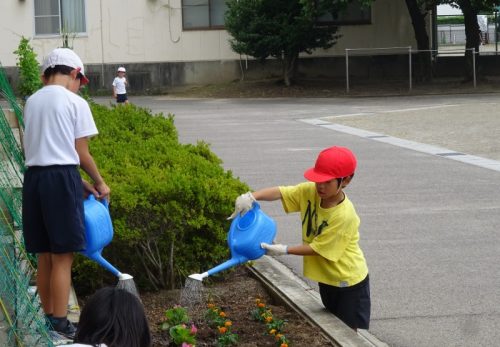 （６月２７日）きれいに咲いてね🌼