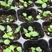 （１２月３日）いじめを見逃さない日