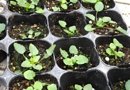 （１２月３日）いじめを見逃さない日