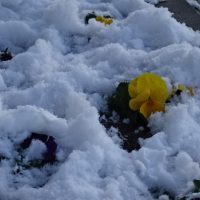 （１月２３日）積もりましたね～